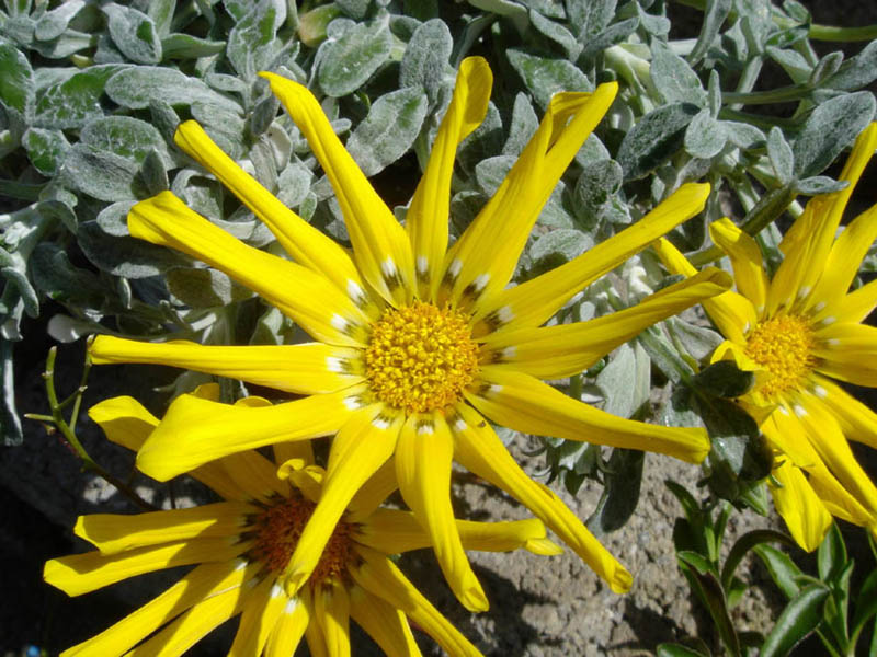 Gazania rigens var leucolaena 3